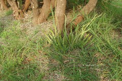 Caralluma adscendens var. attenuata